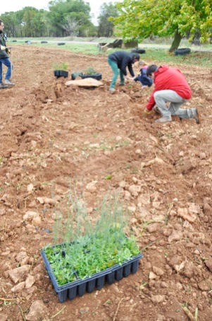 Plantando la valla vegetal Ekotania 3