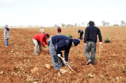 Plantando la valla vegetal Ekotania